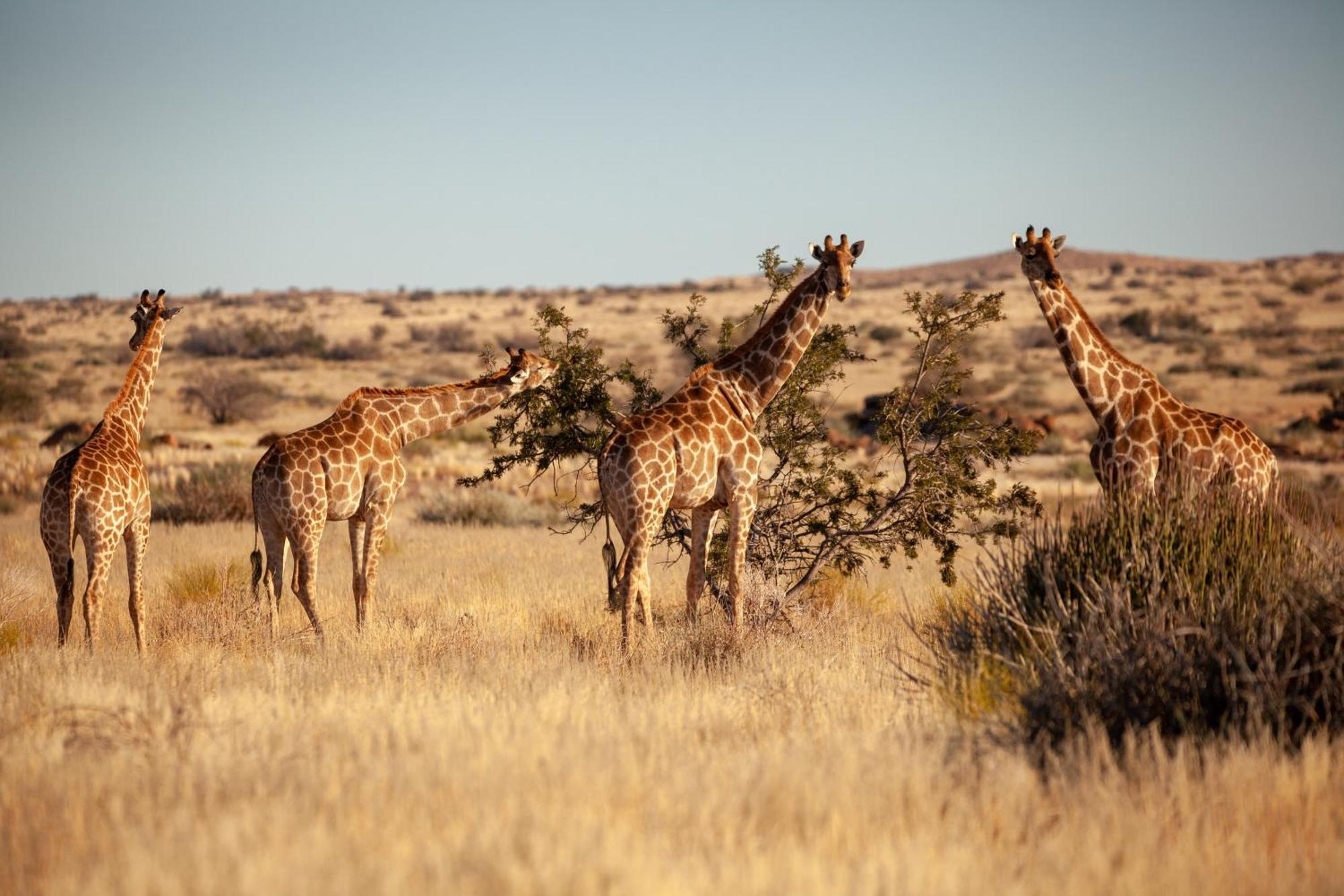 Sandfontein Lodge & Nature Reserve Exterior photo